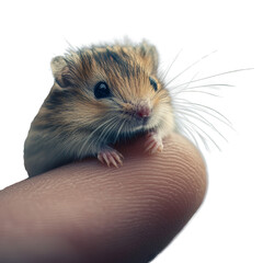 S&uuml;&szlig;er Mini-Hamster auf einem Fingertipp