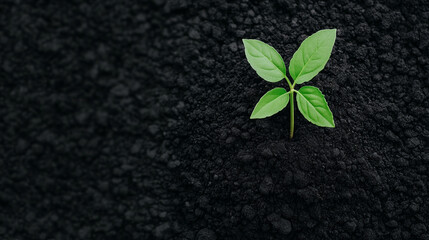 A small green sprout emerges from dark soil.