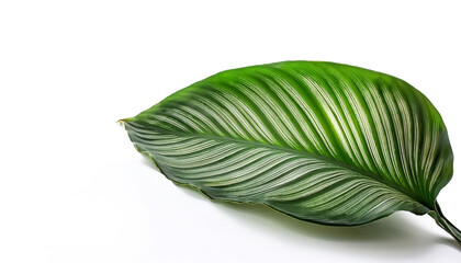 Obraz premium Calathea ornata leaves or Pin stripe Calathea, Tropical foliage on side position provides copy space for text. background concept isolated white