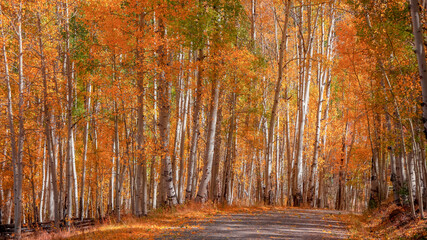Panoramic view of scenic autumn drive through colorful Aspen trees