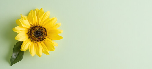 Hidden disability, Invisible Disability Awareness Week symbol. Yellow sunflower on light green background