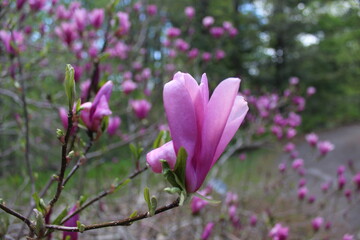purple magnolia flower
