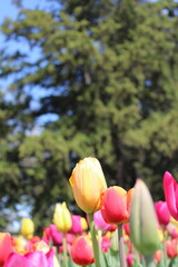 tulips in the park