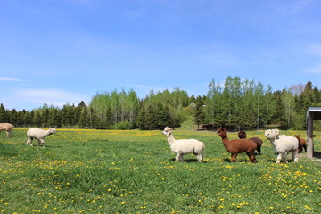 alpacas on a meadow
