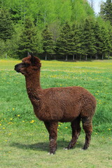 Obraz premium alpaca in the grass