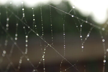 spider web with dew drops