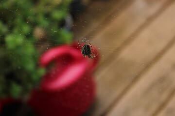 spider on a web