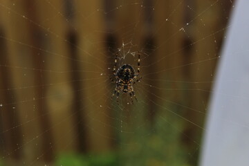 spider on web