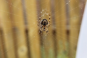 spider on web