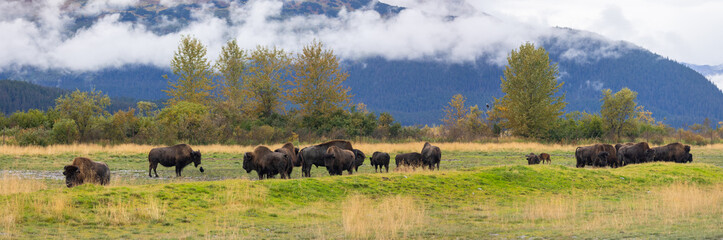 Wild Bisons in the open range in Alaska, panoramic view.