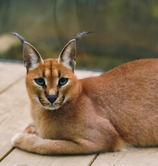 A portrait of a wild caracal in the zoo.