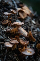Wild mushrooms on forest floor