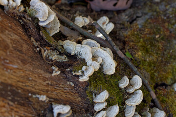 Fungi Turkey tail (Trametes versicolor). It commonly grows in tiled layers in groups or rows on...