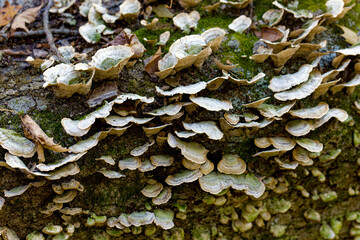 Fungi Turkey tail (Trametes versicolor). It commonly grows in tiled layers in groups or rows on logs and stumps of deciduous trees, and is common in North America 