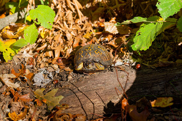 The eastern box turtle (Terrapene carolina carolina). A land turtle basking in an oak forest