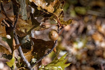 Acorn. In many places, there are lots of acorn falling from the oak tree in autumn, which provide food for many animals and birds.