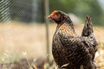 A Chicken in Front of a Fence