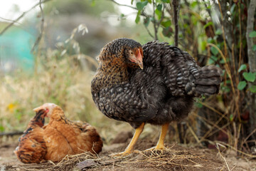 A Young Chicken on an Organic Farm
