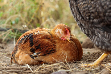 Young Rooster Sleeping Outdoors