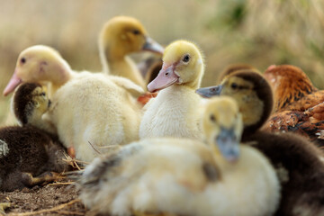 Small Yellow Ducklings on an Organic Farm