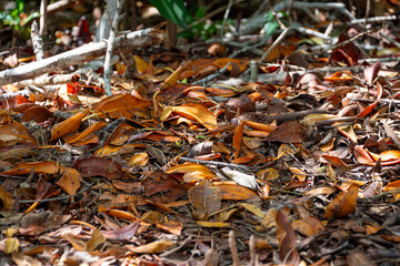 Dry leaves on the ground. Autumn season when leaves dry and fall from trees.