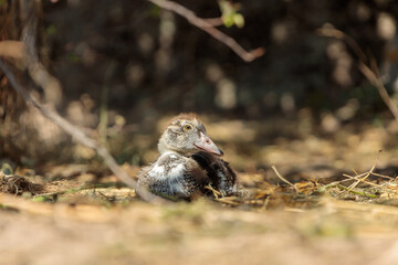Young Duckling Resting in the Shade, Close-Up Photography