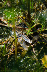 Big dragonfly