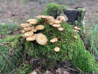 mushroom in the forrest