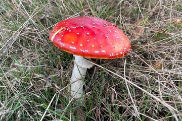 mushroom in the forrest