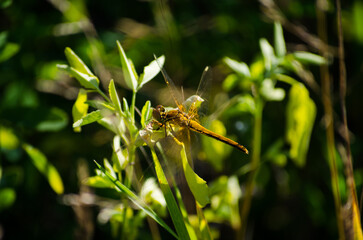Yellow dragonfly