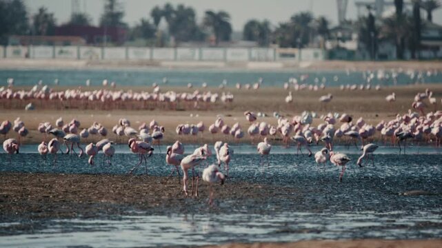 View of a huge colony of lesser flamingos Phoenicopterus minor. Flying close to flamingos near Walvis Bay in Namibia.