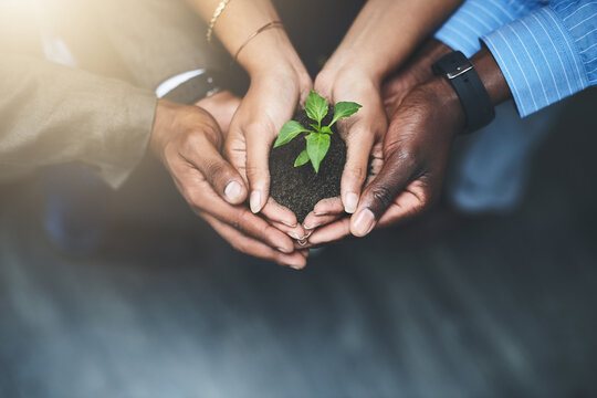 Business, group and hands with sprout in soil for sustainability, eco friendly investment and earth day. Growth nurture, plants top view and people with charity project for environment responsibility