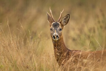 Roe deer in a grassy field.