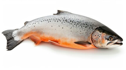 Naklejka premium A large fish laying on a white surface with an orange spot