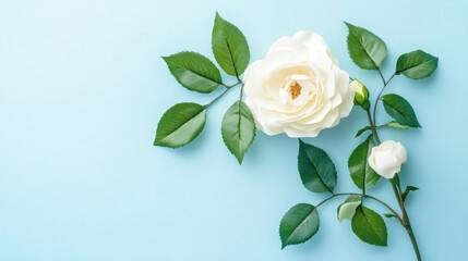 Fototapeta premium White Rose on Blue Background