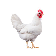 Fototapeta premium White rooster standing on a transparent background, displaying a red comb and feathers