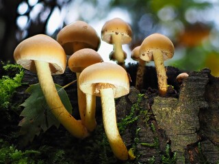 Fototapeta premium Pilz im Wald als Makro mit unscharfem Hintergrund