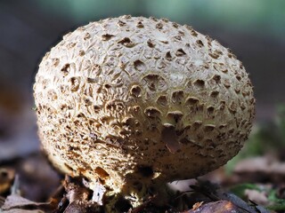 Pilz im Wald als Makro mit unscharfem Hintergrund