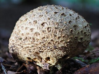 Pilz im Wald als Makro mit unscharfem Hintergrund