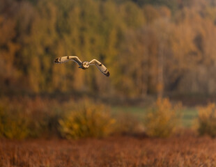 bird in flight with fall leaves