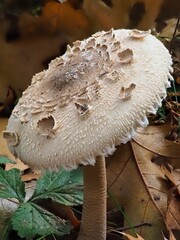 Pilz im Wald als Makro mit unscharfem Hintergrund