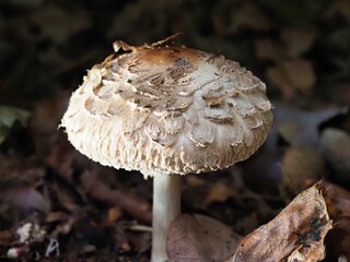 Pilz im Wald als Makro mit unscharfem Hintergrund