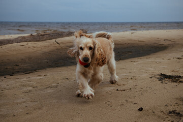 Dog running back to its owner with a ball in its mouth during a beach game of fetch. 