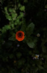 Obraz premium orange poppy flower