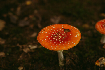 Poisonous red mushrooms with white circles in a mountain forest