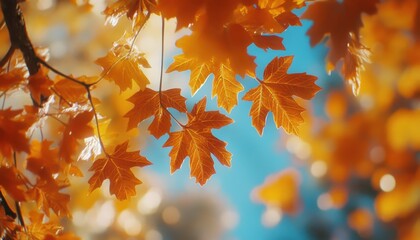 Vibrant autumn leaves shining under the sunlight in a clear blue sky