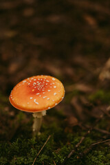 poisonous red mushrooms with white circles in a mountain forest