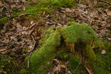 Nest of cut trees covered with moss in the forest