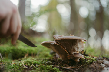 The process of collecting forest mushrooms using hands and knives