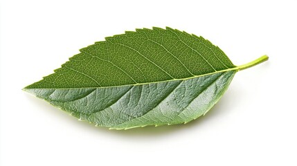 Green Leaf Isolated On Whited Background